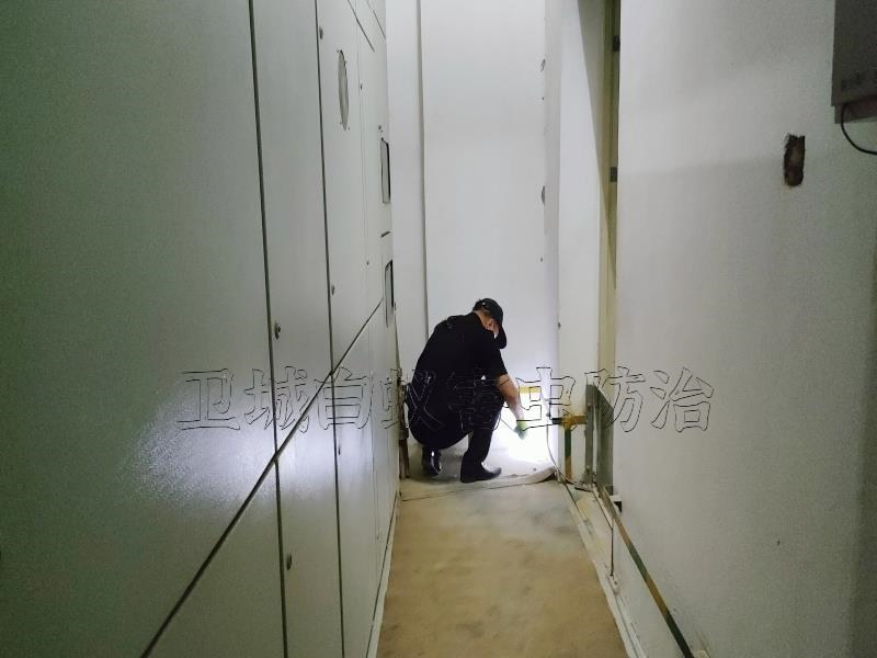 居家發現白蟻怎么辦?惠州惠城河南岸滅白蟻,江北白蟻防治